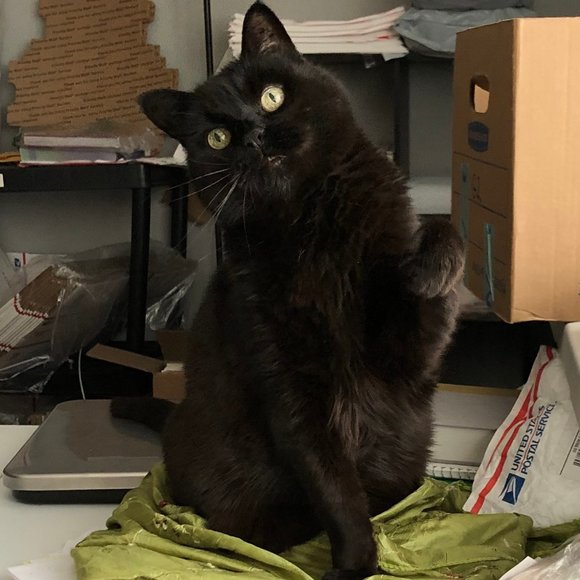 Meet your Posher, Jennifer - Picture 2 of 9